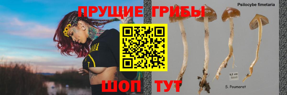 Псилоцибиновые грибы прущие грибы  Вход с VPN  Тавда  Псилоцибиновые грибы Magic Shrooms 